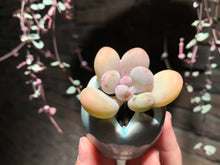 Load image into Gallery viewer, Set W (rooted with pot) | 组合W (已服盆)