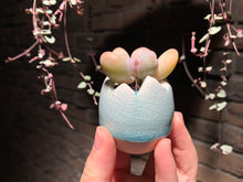 Load image into Gallery viewer, Set W (rooted with pot) | 组合W (已服盆)