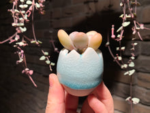 Load image into Gallery viewer, Set W (rooted with pot) | 组合W (已服盆)