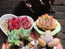 Load image into Gallery viewer, Set W (rooted with pot) | 组合W (已服盆)