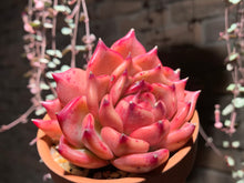 Load image into Gallery viewer, Set X (rooted with pot) | 组合X (已服盆)