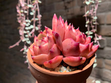 Load image into Gallery viewer, Set X (rooted with pot) | 组合X (已服盆)