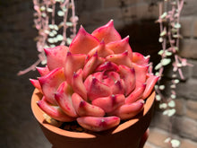 Load image into Gallery viewer, Set X (rooted with pot) | 组合X (已服盆)