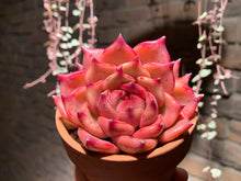 Load image into Gallery viewer, Set X (rooted with pot) | 组合X (已服盆)