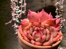 Load image into Gallery viewer, Set X (rooted with pot) | 组合X (已服盆)