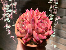 Load image into Gallery viewer, Set X (rooted with pot) | 组合X (已服盆)