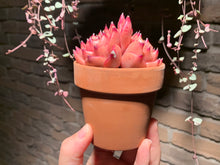 Load image into Gallery viewer, Set X (rooted with pot) | 组合X (已服盆)