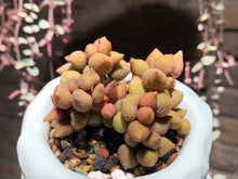 Load image into Gallery viewer, Set X (rooted with pot) | 组合X (已服盆)