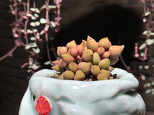 Load image into Gallery viewer, Set X (rooted with pot) | 组合X (已服盆)