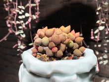 Load image into Gallery viewer, Set X (rooted with pot) | 组合X (已服盆)