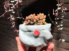 Load image into Gallery viewer, Set X (rooted with pot) | 组合X (已服盆)