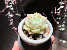 Load image into Gallery viewer, Set X (rooted with pot) | 组合X (已服盆)