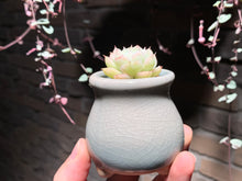 Load image into Gallery viewer, Set X (rooted with pot) | 组合X (已服盆)