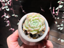 Load image into Gallery viewer, Set X (rooted with pot) | 组合X (已服盆)