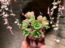 Load image into Gallery viewer, Set X (rooted with pot) | 组合X (已服盆)