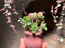 Load image into Gallery viewer, Set X (rooted with pot) | 组合X (已服盆)