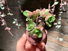 Load image into Gallery viewer, Set X (rooted with pot) | 组合X (已服盆)