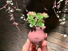 Load image into Gallery viewer, Set X (rooted with pot) | 组合X (已服盆)