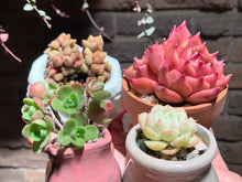 Load image into Gallery viewer, Set X (rooted with pot) | 组合X (已服盆)