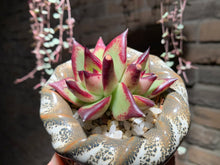 Load image into Gallery viewer, Set Y (rooted with pot) | 组合Y (已服盆)