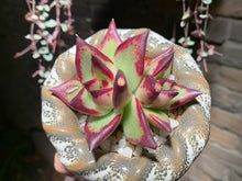 Load image into Gallery viewer, Set Y (rooted with pot) | 组合Y (已服盆)