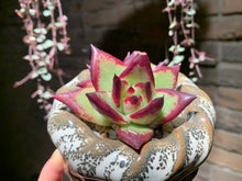 Load image into Gallery viewer, Set Y (rooted with pot) | 组合Y (已服盆)