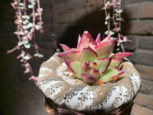 Load image into Gallery viewer, Set Y (rooted with pot) | 组合Y (已服盆)