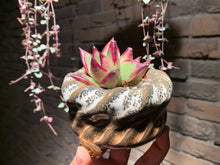 Load image into Gallery viewer, Set Y (rooted with pot) | 组合Y (已服盆)