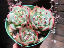 Load image into Gallery viewer, Set Y (rooted with pot) | 组合Y (已服盆)