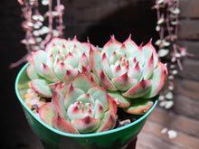 Load image into Gallery viewer, Set Y (rooted with pot) | 组合Y (已服盆)