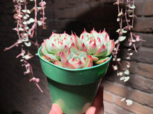 Load image into Gallery viewer, Set Y (rooted with pot) | 组合Y (已服盆)