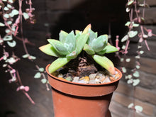 Load image into Gallery viewer, Set Y (rooted with pot) | 组合Y (已服盆)