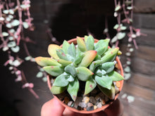 Load image into Gallery viewer, Set Y (rooted with pot) | 组合Y (已服盆)