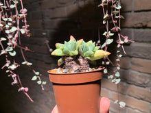 Load image into Gallery viewer, Set Y (rooted with pot) | 组合Y (已服盆)