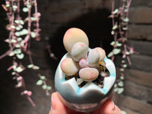 Load image into Gallery viewer, Set Y (rooted with pot) | 组合Y (已服盆)