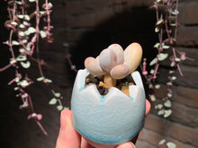 Load image into Gallery viewer, Set Y (rooted with pot) | 组合Y (已服盆)