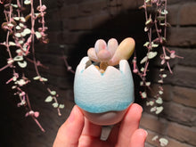 Load image into Gallery viewer, Set Y (rooted with pot) | 组合Y (已服盆)