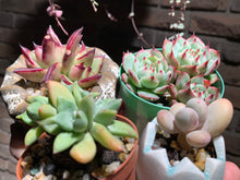 Load image into Gallery viewer, Set Y (rooted with pot) | 组合Y (已服盆)