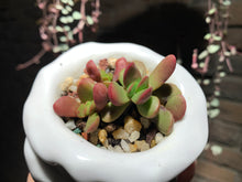 Load image into Gallery viewer, Set Z (rooted with pot) | 组合Z (已服盆)