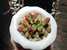 Load image into Gallery viewer, Set Z (rooted with pot) | 组合Z (已服盆)