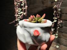 Load image into Gallery viewer, Set Z (rooted with pot) | 组合Z (已服盆)