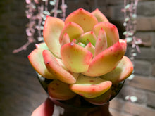 Load image into Gallery viewer, Set Z (rooted with pot) | 组合Z (已服盆)