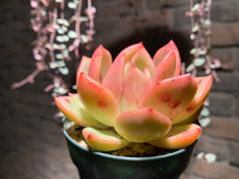 Load image into Gallery viewer, Set Z (rooted with pot) | 组合Z (已服盆)