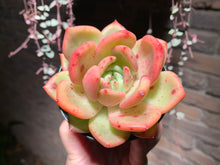 Load image into Gallery viewer, Set Z (rooted with pot) | 组合Z (已服盆)