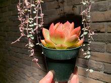 Load image into Gallery viewer, Set Z (rooted with pot) | 组合Z (已服盆)