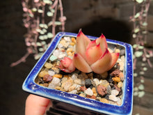 Load image into Gallery viewer, Set Z (rooted with pot) | 组合Z (已服盆)