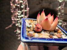 Load image into Gallery viewer, Set Z (rooted with pot) | 组合Z (已服盆)