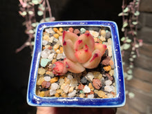 Load image into Gallery viewer, Set Z (rooted with pot) | 组合Z (已服盆)