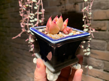 Load image into Gallery viewer, Set Z (rooted with pot) | 组合Z (已服盆)