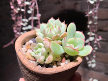 Load image into Gallery viewer, Set Z (rooted with pot) | 组合Z (已服盆)